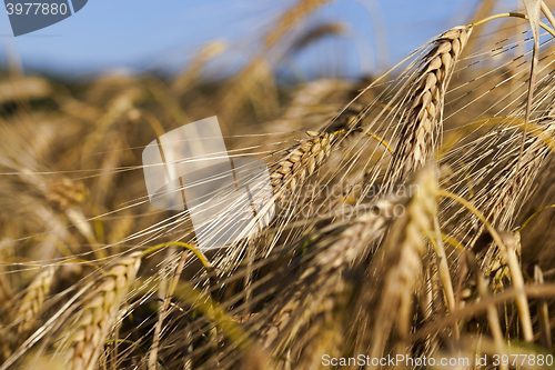Image of ripe yellow cereals  