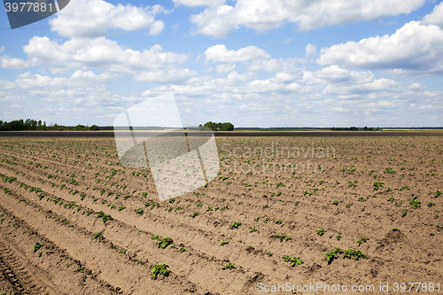 Image of potato field, spring  