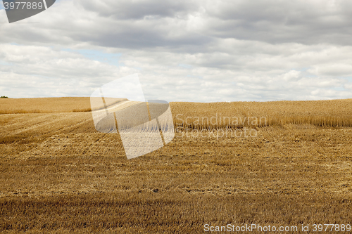 Image of ripe wheat crop  