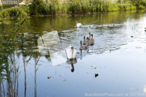 Image of moorland, summer time  