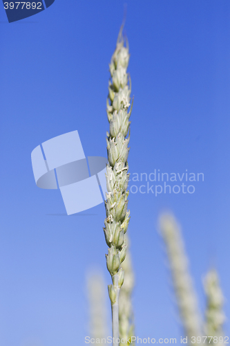 Image of unripe ears of wheat  