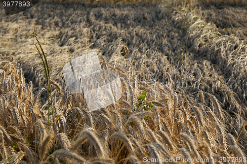 Image of ripe yellow cereals 