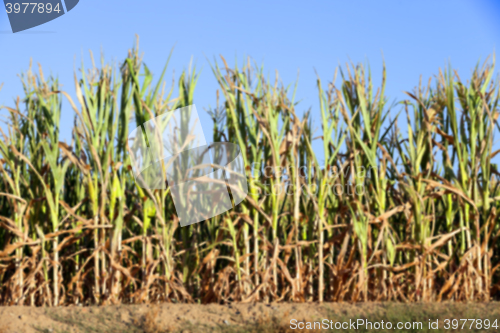 Image of Green immature corn  