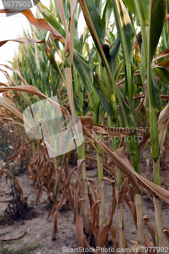 Image of Field with corn  