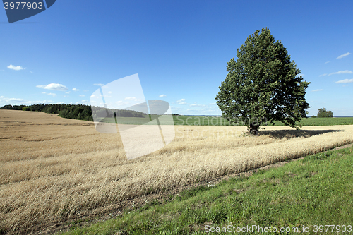 Image of wheat field, tree  