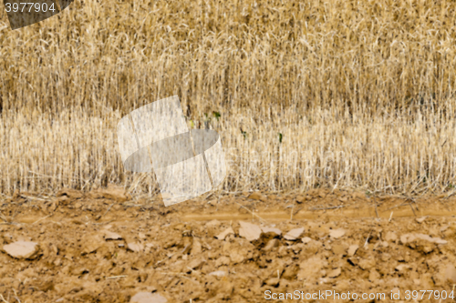 Image of gathering the wheat harvest  