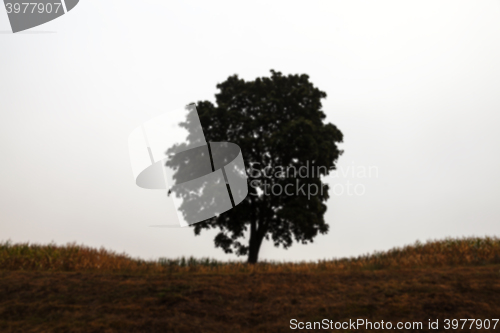 Image of tree in the field  