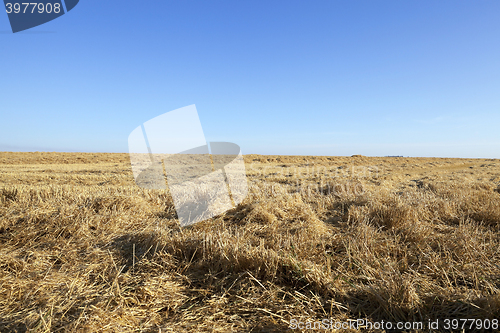 Image of farm field cereals  