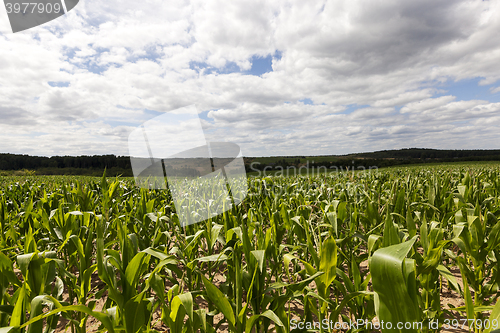 Image of Field with corn  