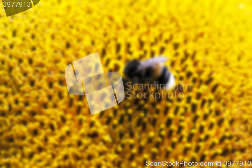 Image of flower Sunflower, close-up  