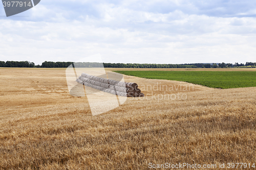 Image of gathering the wheat harvest  