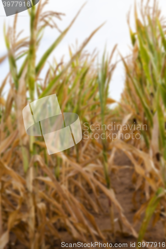 Image of Green immature corn  