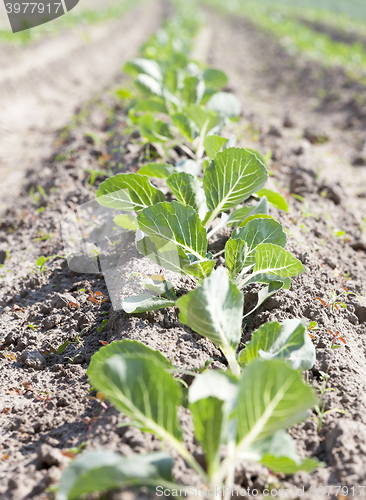 Image of Field of cabbage, spring 