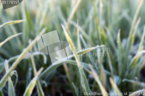 Image of wheat during frost  