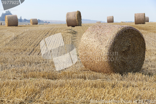 Image of haystacks in a field of straw  