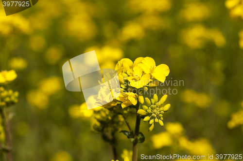 Image of close-up of rape. Spring  