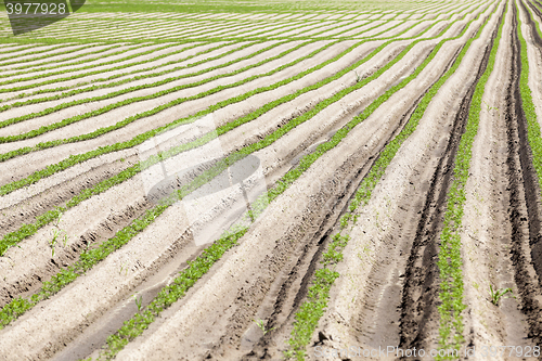 Image of Photo agriculture, Europe 