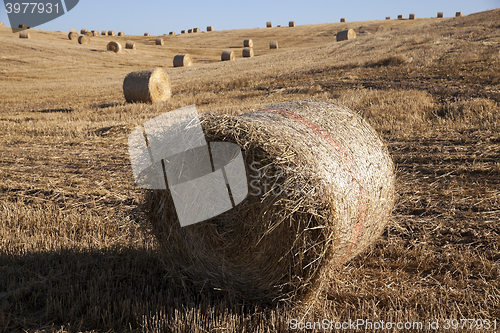 Image of stack of straw in the field  