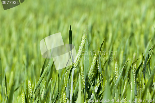 Image of Agriculture. cereals. Spring  