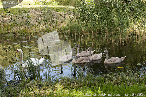 Image of Swans family pond 