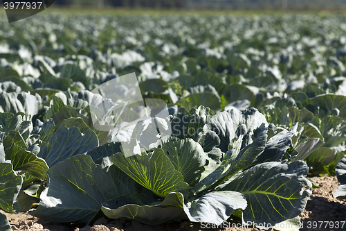 Image of green cabbage in a field  