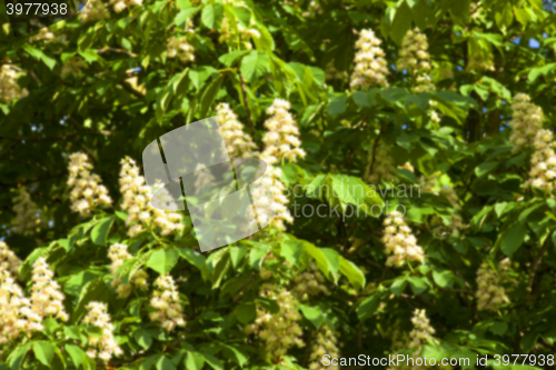 Image of blooming chestnut tree in the spring  