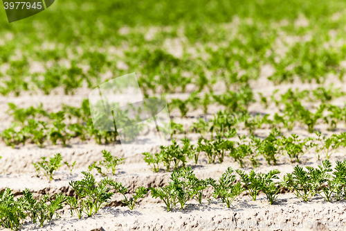 Image of Field with carrot  