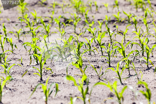 Image of corn field. Spring  