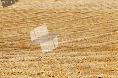 Image of harvest of cereals  