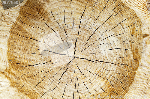 Image of sawn tree trunk 