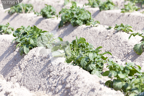 Image of Agriculture,   potato field  