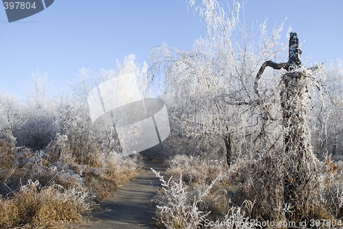 Image of trees in a hoarfrost