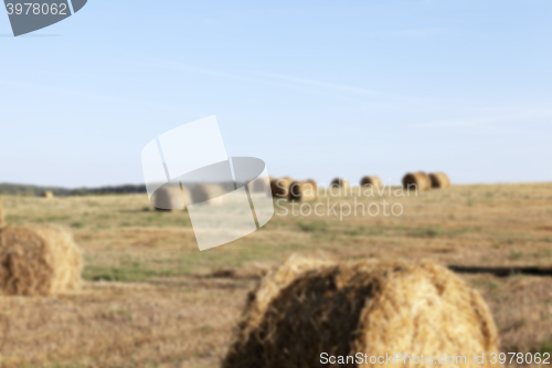 Image of stack of wheat straw  