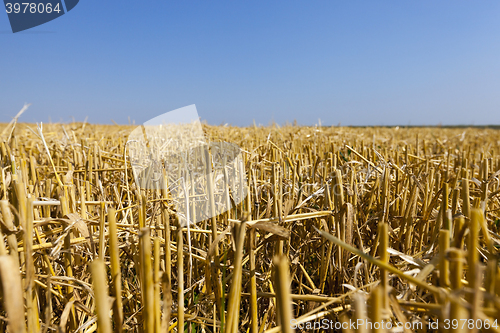 Image of agricultural field with cereal  