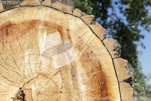 Image of cut down a tree, close-up 