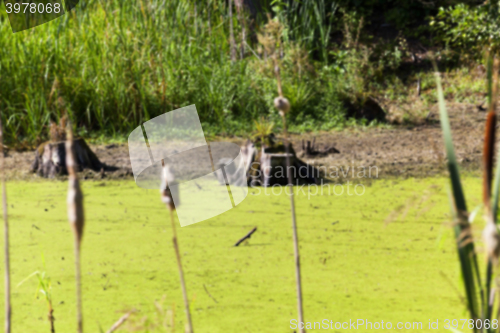 Image of swamp, the end of summer  