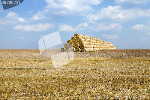 Image of cereal harvest field  