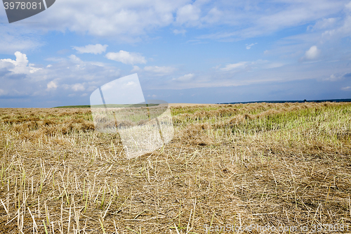 Image of harvesting of rape  