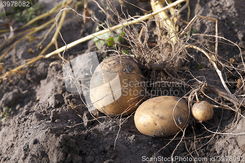 Image of Potatoes on the ground  