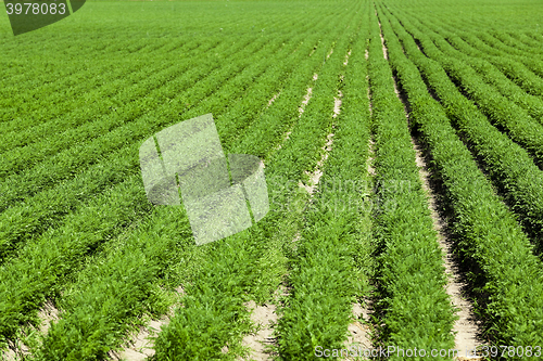 Image of green carrot field  