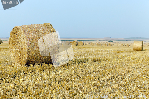 Image of stack of straw in the field  