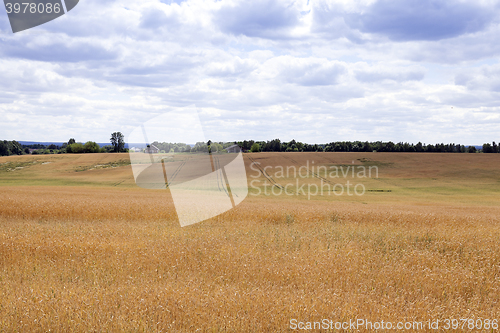 Image of ripe wheat crop 