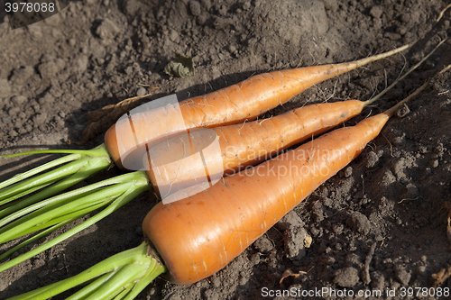 Image of carrots in hand  