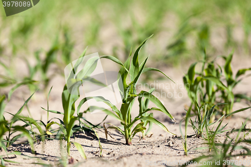 Image of green corn. Spring  