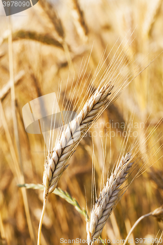 Image of mature cereal , close-up 