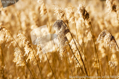 Image of dry grass autumn  