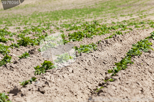 Image of Field with potato  