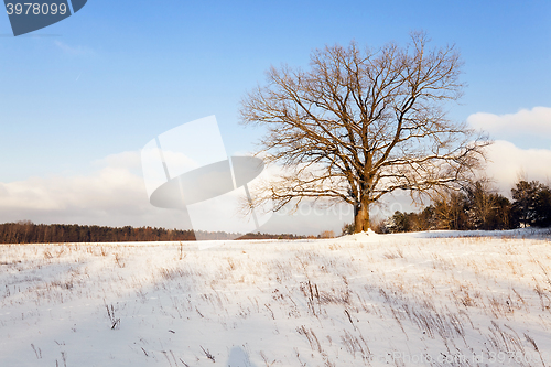 Image of trees in winter  