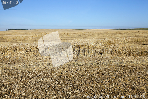 Image of agricultural field with cereal  