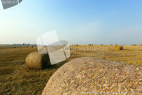 Image of haystacks in a field of straw  